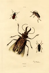 Long-horned Beetles